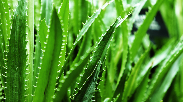 Aloe vera in njene pozitivne lastnosti